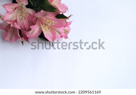 delicate pink flowers of alstroemeria on a white background. Pastel floral arrangement. Spring flowers. Background for a greeting card.