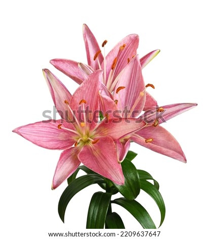 Coral lily flowers isolated on white. Top view. 