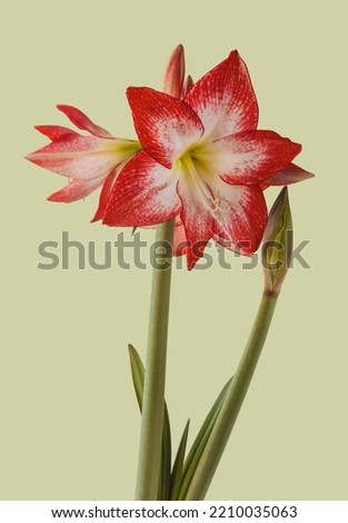Bloom red and white Amaryllis (Hippeastrum)  Galaxy Group  