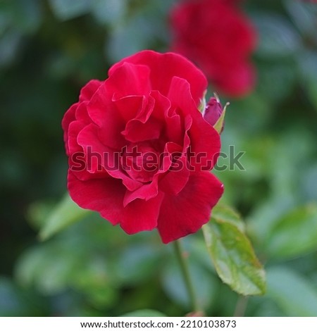 Red rose in spring bloom