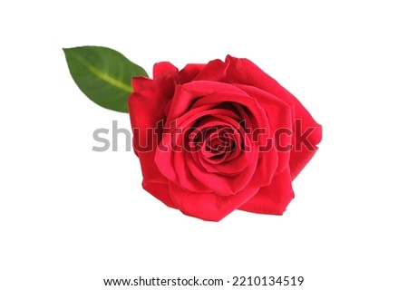 Red rose bud isolated on white background close-up top view.