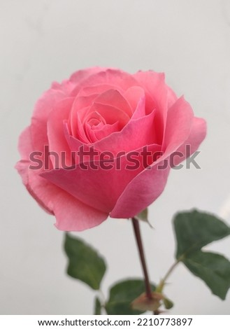 Enchanting pink roses for special events