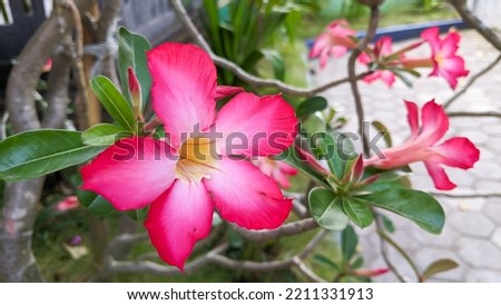 Bunga kamboja jepang or Adenium obesum 