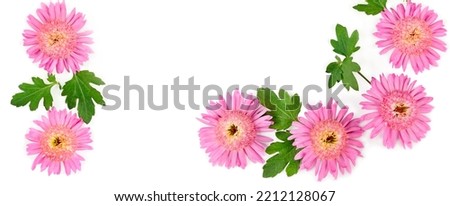 Chrysanthemum flowers isolated on white background. Beautiful pattern. Collage. Wide photo.