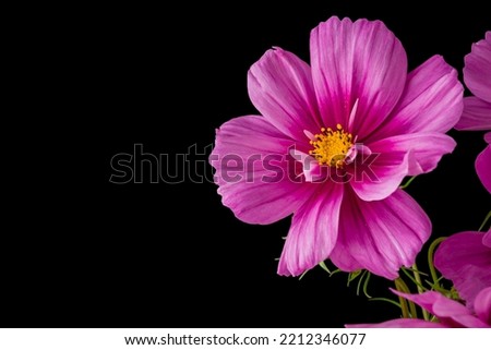 light pink Cosmos flowers isolated on black background.