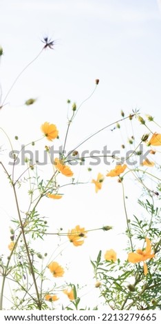 Yellow cosmos that shines in the setting sun