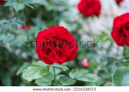 Flower of red rose in landscape format