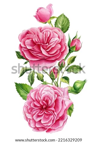 Pink flowers. Roses, buds and leaves on white background, watercolor botanical illustration, floral design