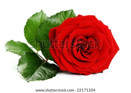 close-ups of beautiful red rose isolated on white