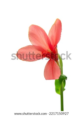 Pink Indian shot, India short plant, India shoot, Butsarana, Cannas, Canna lily flower isolate on white background with clipping path.