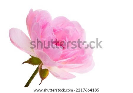 pink small rose isolated on white background