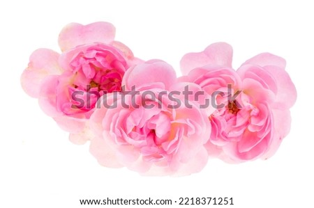 pink small rose isolated on white background