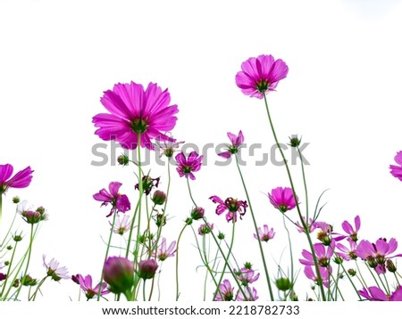 Pink Cosmos flowers blooming in the garden with blue sky ,beautiful flowers ,background wallpaper