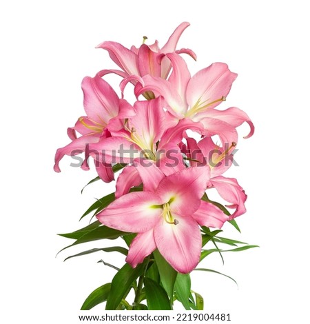 Lily flowers. Pink lilies. Beautiful flowers isolated on white background. Great template for design