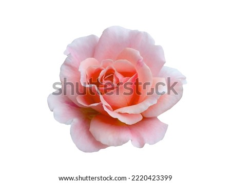 Fresh beautiful pink rose isolated on a white background