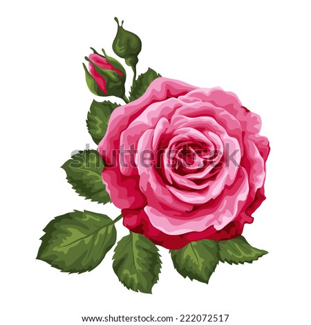 Beautiful rose isolated on white. Perfect for background greeting cards and invitations of the wedding, birthday, Valentine's Day, Mother's Day.
