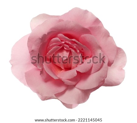 Pink rose isolated on white  