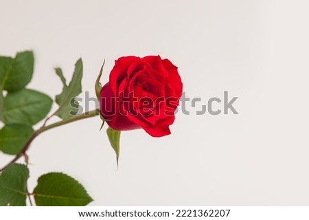 Blooming red rose flower isolated on white background