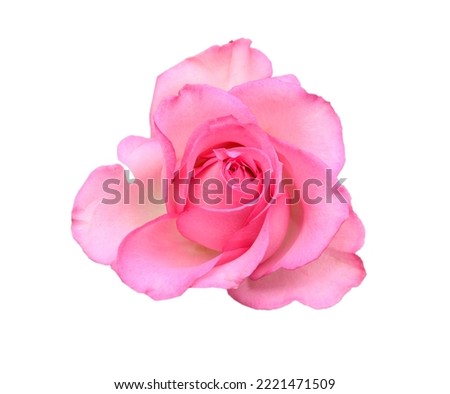 A pink rose head flower