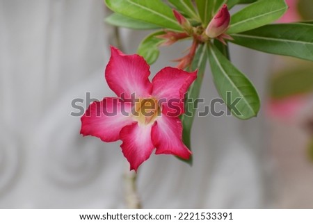Adenium obesum flowers with other names like Desert rose, Mock Azalea, Pink bignonia or Impala lily. It has pink flower with 5 petals and cone shape at base. In ornamental garden,Thailand.