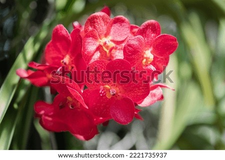 Red Vanda orchid flowers in the garden