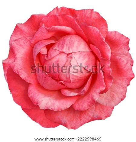 beautiful red rose isolated in white background