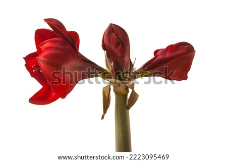 Bud dark red Hippeastrum (amaryllis) 