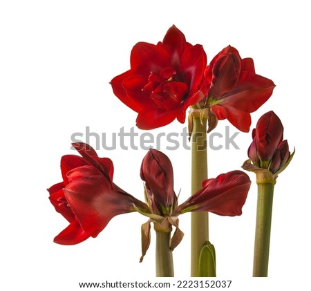 Bloom  dark red Hippeastrum (amaryllis) 
