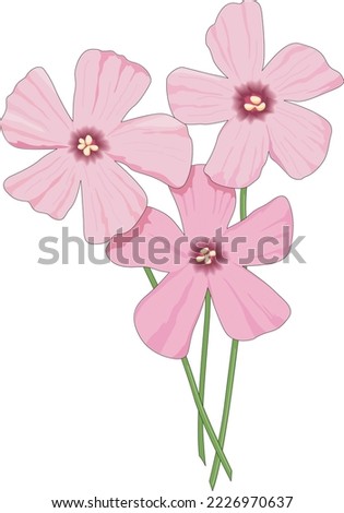 Oxalis Flowers in Bloom Vector Illustration