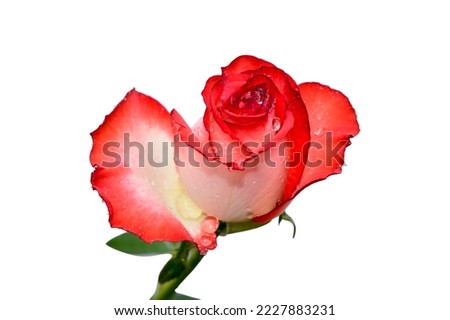 A beautiful pink rose isolated on white background