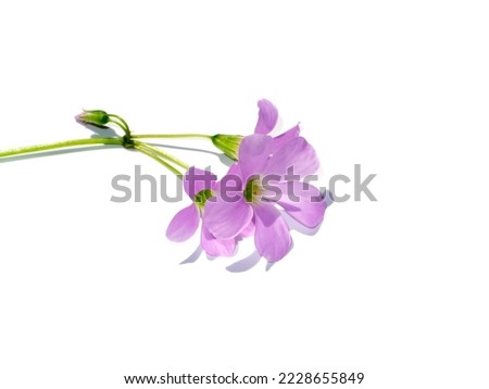 Close up Purple shamrock flower on white background. (Scientific name Oxalis triangularis)