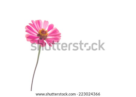 Zinnia flower isolated on white background