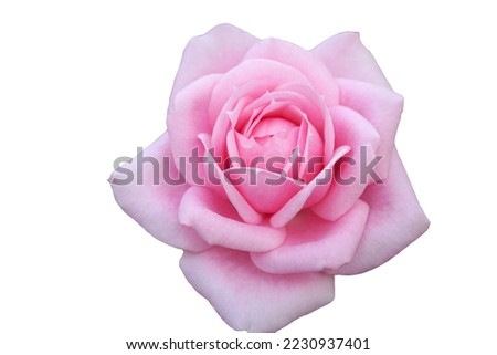 Single blooming pink rose flower isolated on white background. Beautiful flower.                             
