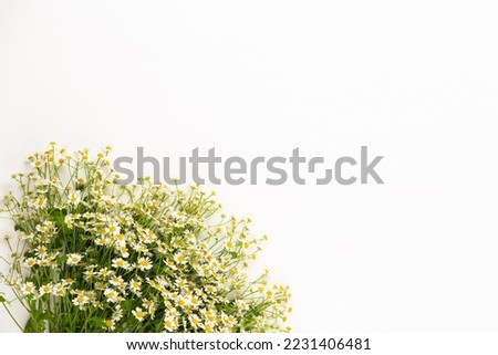 Chamomile flowers on white background. Flat lay.