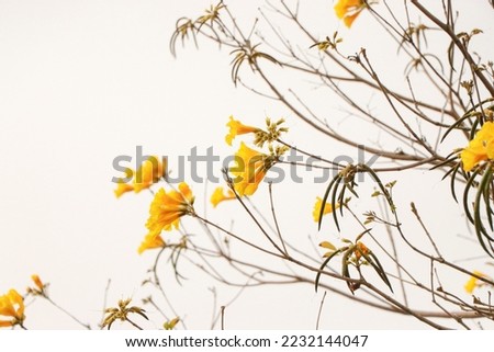 Nature beautiful flower blooming and tree (cool autumn fall)