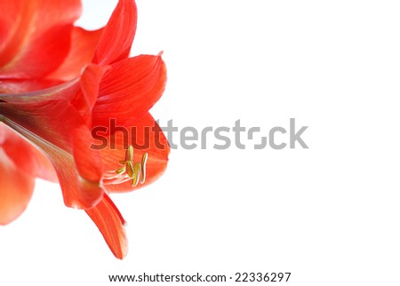 Red flower in the corner of white background