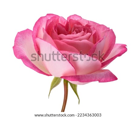 Pink rose flower isolated   on white background