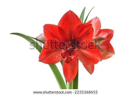 Blooming red double hippeastrum (amaryllis) Hadeco on white background isolated