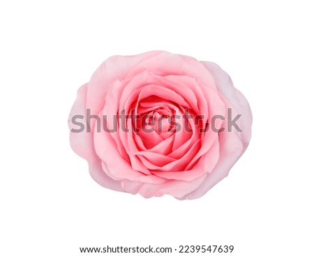 Rose  light pink skin flower top view isolated on white background , clipping path
