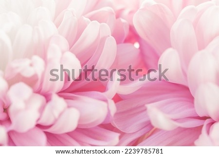 Asters petals texture.Pink flowers macro. Floral delicate wallpaper.Beautiful Floral background in pale pink and white colors. blooming Flowers macro isolated