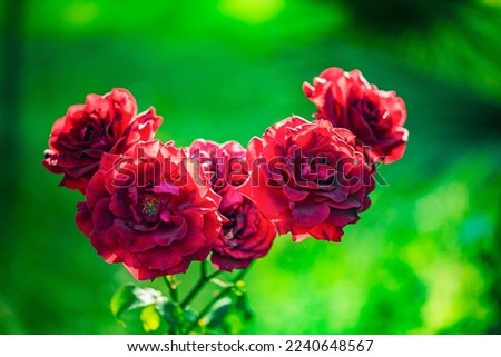 Rose flower in nature, Erbil, Iraq