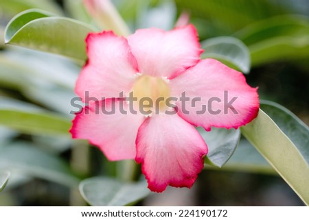 Mandevilla flower