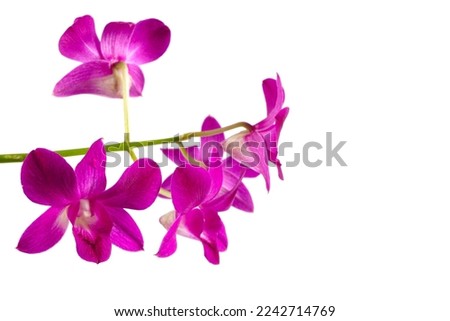macro closeup of a beautiful bright pink red purple Dendrobium bigibbum phalaenopsis orchid plant flower branch isolated on white