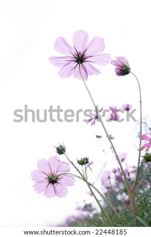 wild flower on white background, shallow depth of field