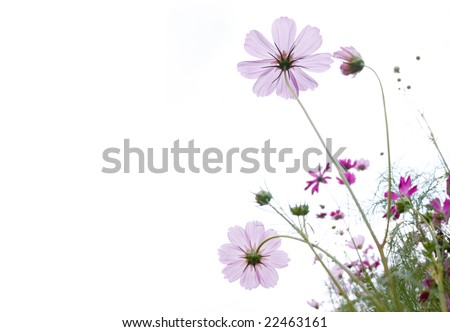 pink wild flower against white background