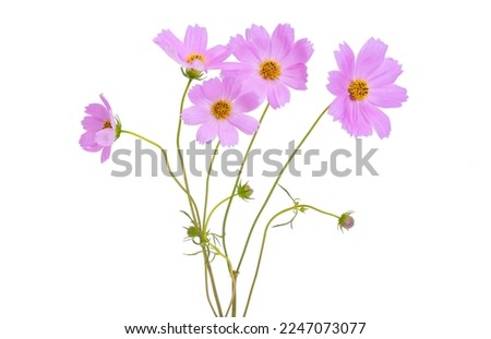 bouquet of cosmos isolated on white background