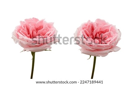 Pink rose flower collection on gray background, ready for design. high quality image