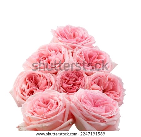 Set of rose, flower pink with green leaves, bud, blossom, isolated on grey background. Ready for design. High quality pictures, real shot
