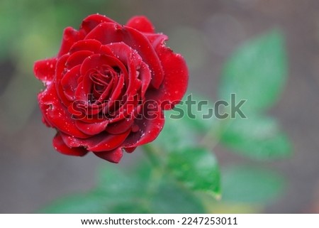 Beautiful red rose in the garden after rain