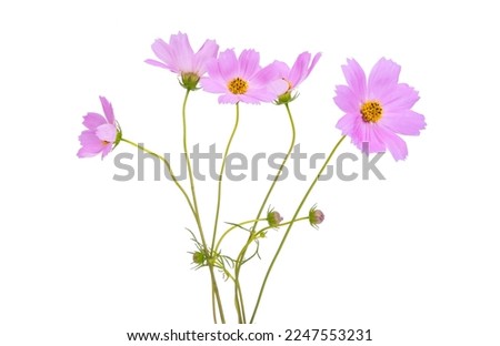 bouquet of cosmos isolated on white background